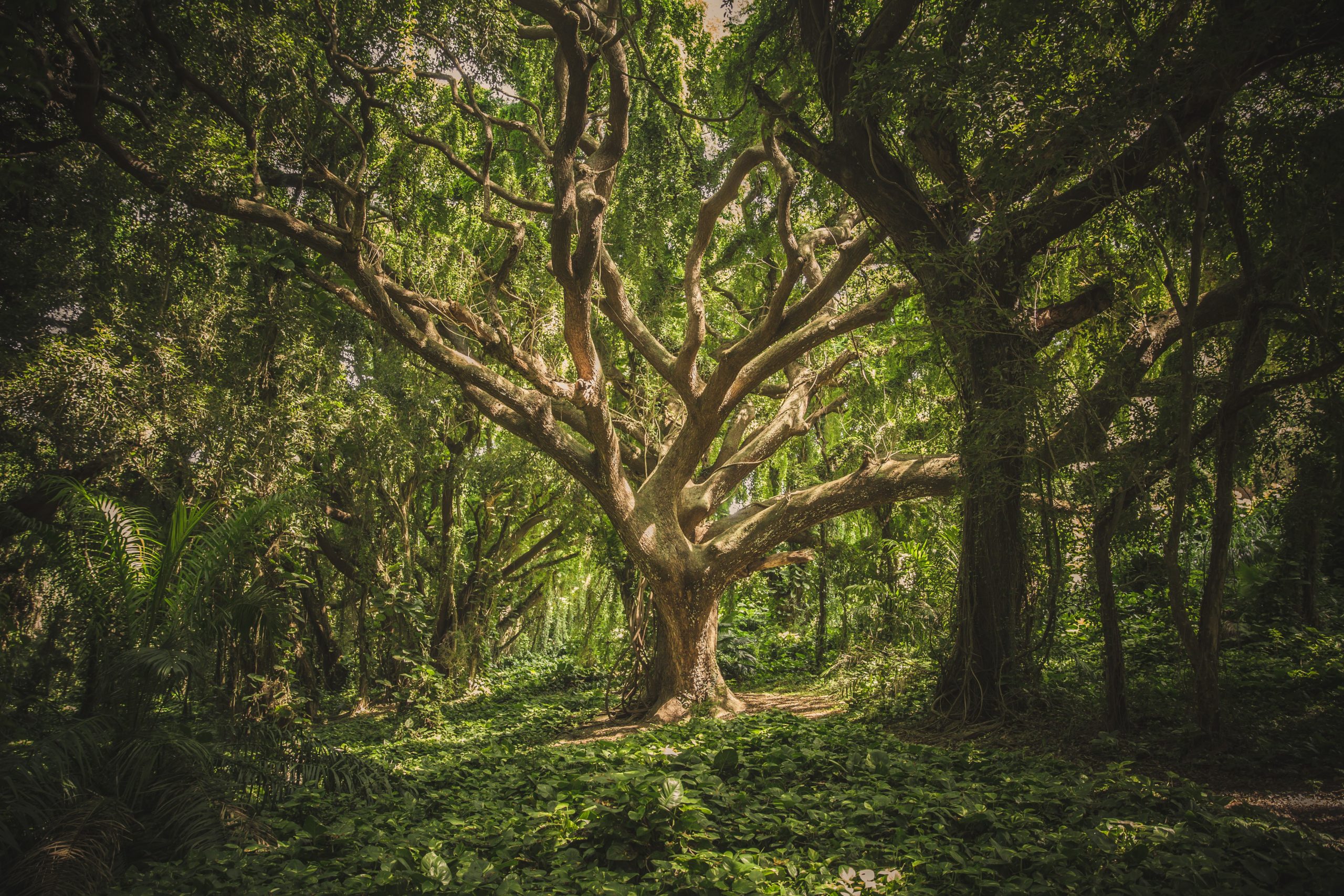 magnificenza degli alberi scaled magnificenza degli alberi scaled